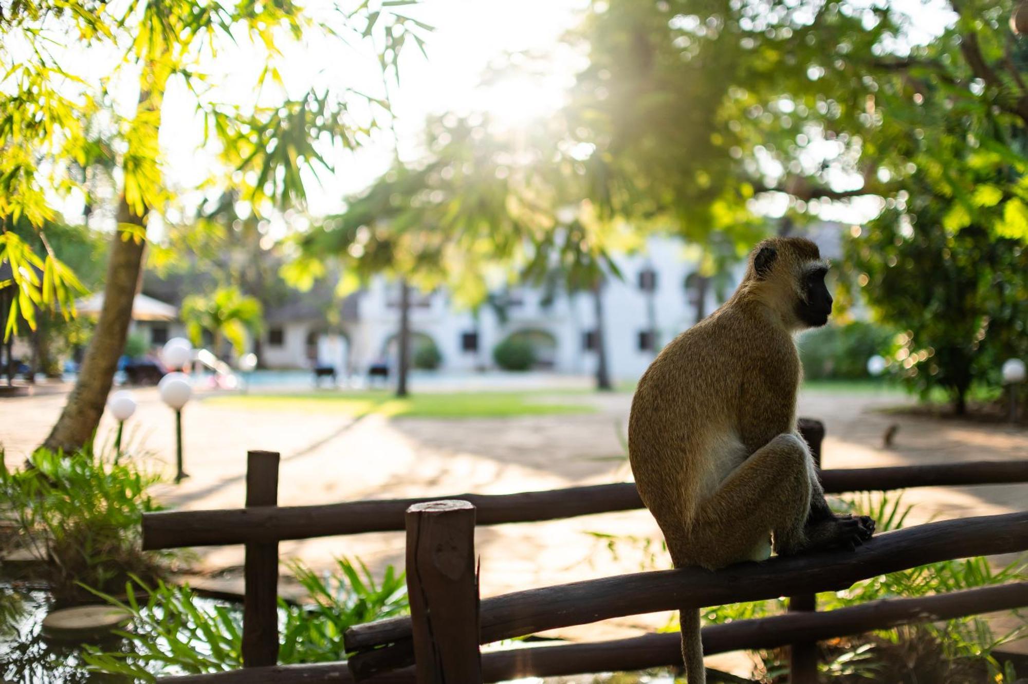 Diamonds Leisure Beach & Golf Resort Diani Beach Exterior foto A vervet monkey at the Johannesburg Zoo